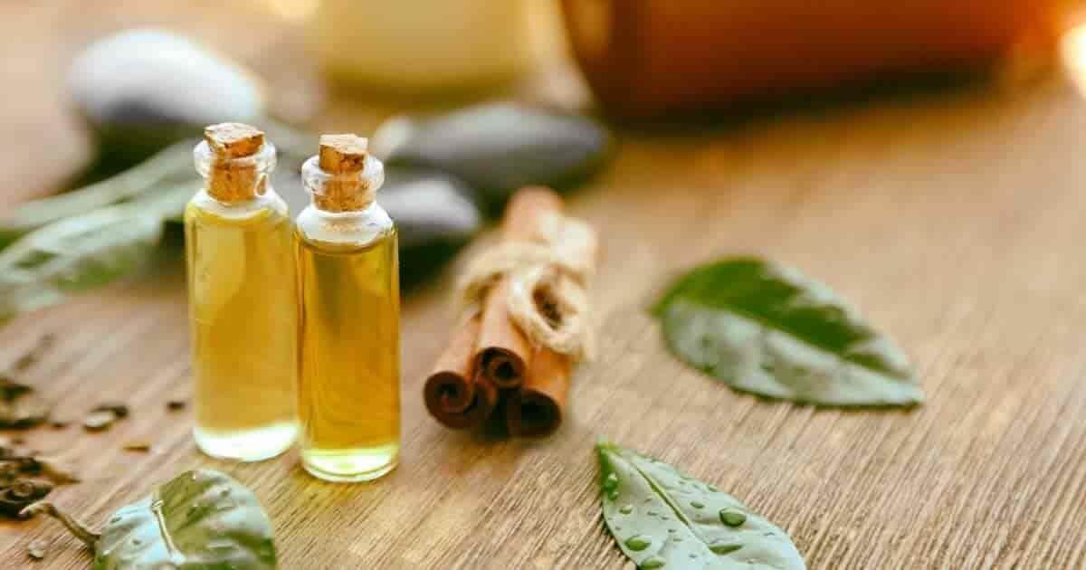 Tea Tree, Medicinal Plants And Their Benefits